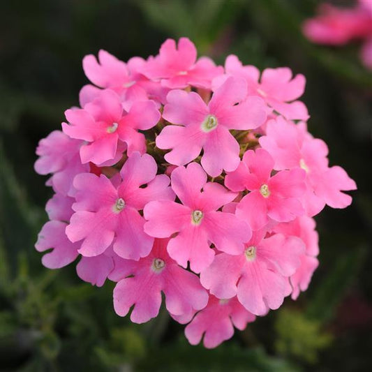 Verbena Seeds Verbena Quartz XP Pink 1,000 Seeds