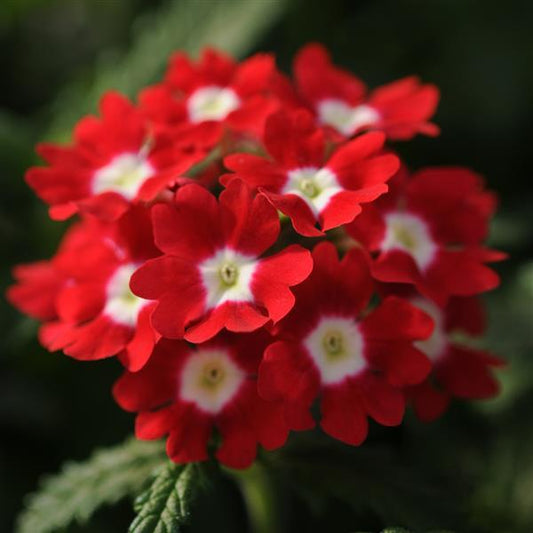 Verbena Seeds Verbena Quartz XP Red Eye 1,000 Seeds