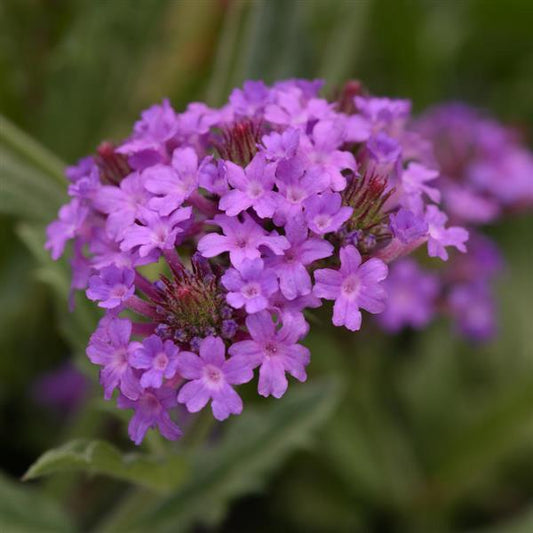 Verbena Seeds Verbena Santos Purple 1,000 Seeds