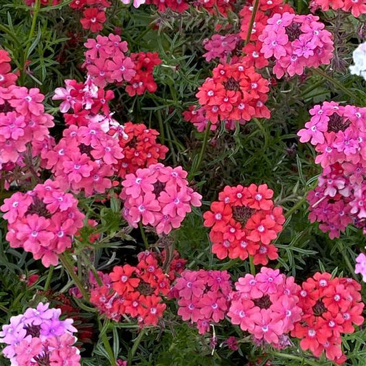 Verbena Seeds Verbena Sweetheart Kisses 1,000 Seeds