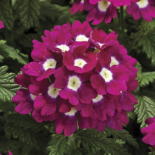 Verbena Seeds Verbena Tuscany Burgundy Eye 1,000 Seeds