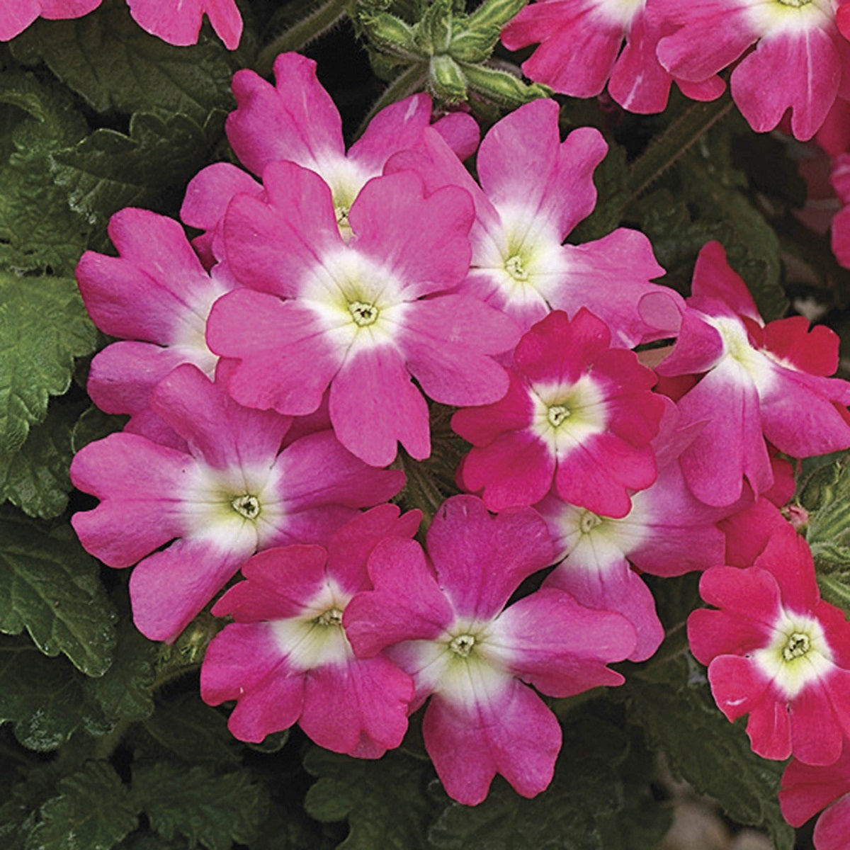 Verbena Seeds Verbena Tuscany Rose Eye 1,000 Seeds