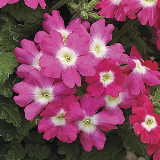 Verbena Seeds Verbena Tuscany Rose Eye 1,000 Seeds