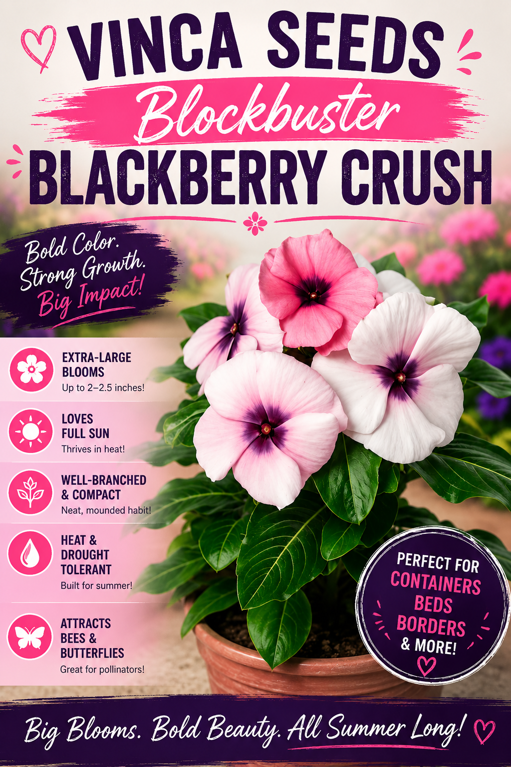 Promotional graphic for 'Vinca Seeds Blockbuster Blackberry Crush' plant seeds, showing a potted plant with blooming pink and white flowers, green leaves, and a pot on a garden bed. The graphic includes text highlighting product features such as 'Extra-Large Blooms', 'Loves Full Sun', and 'Well-Branded & Compact'.