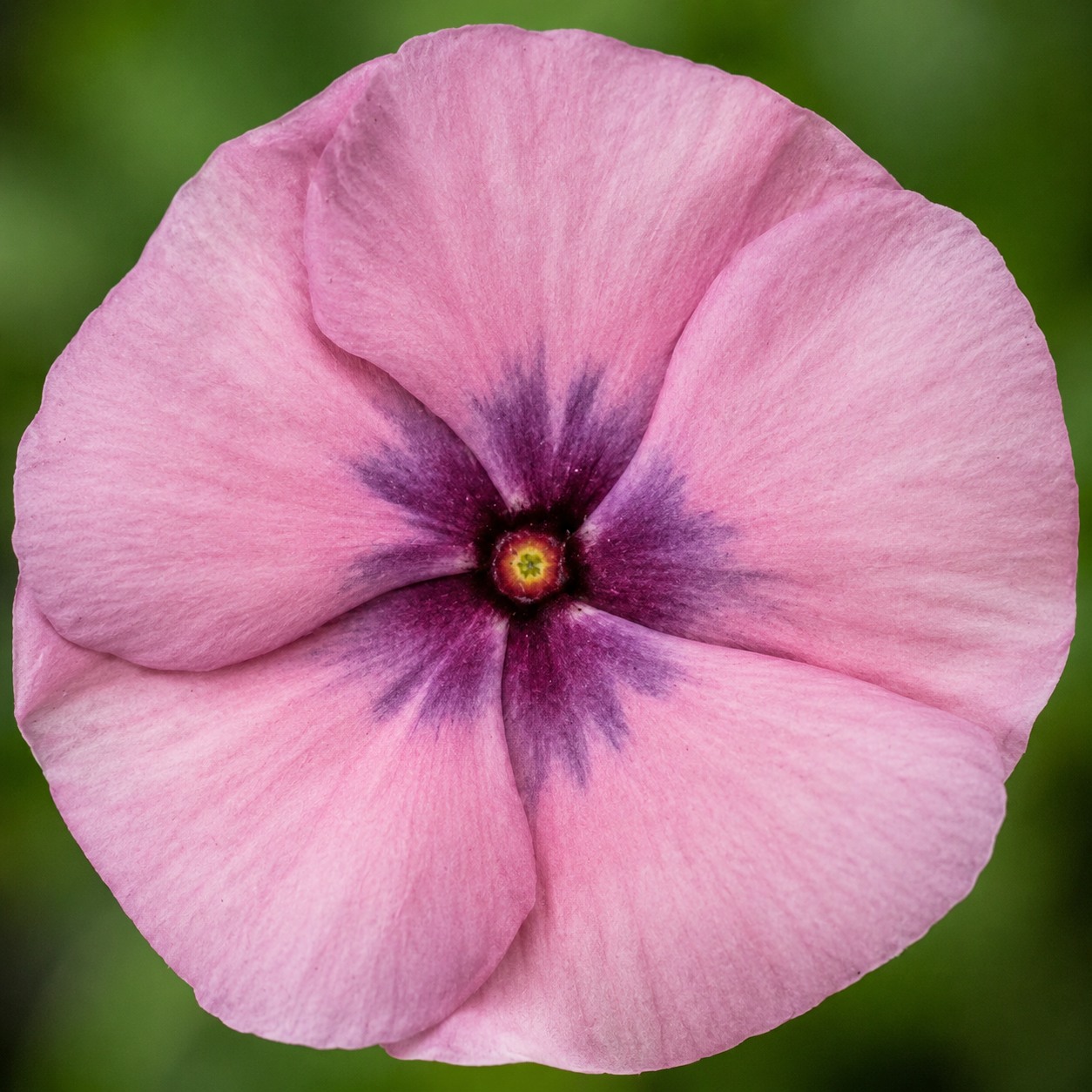 A close-up of a pink flower with five broad petals, a deep purple center, and a small yellow-green core, set against a soft blurred green background.