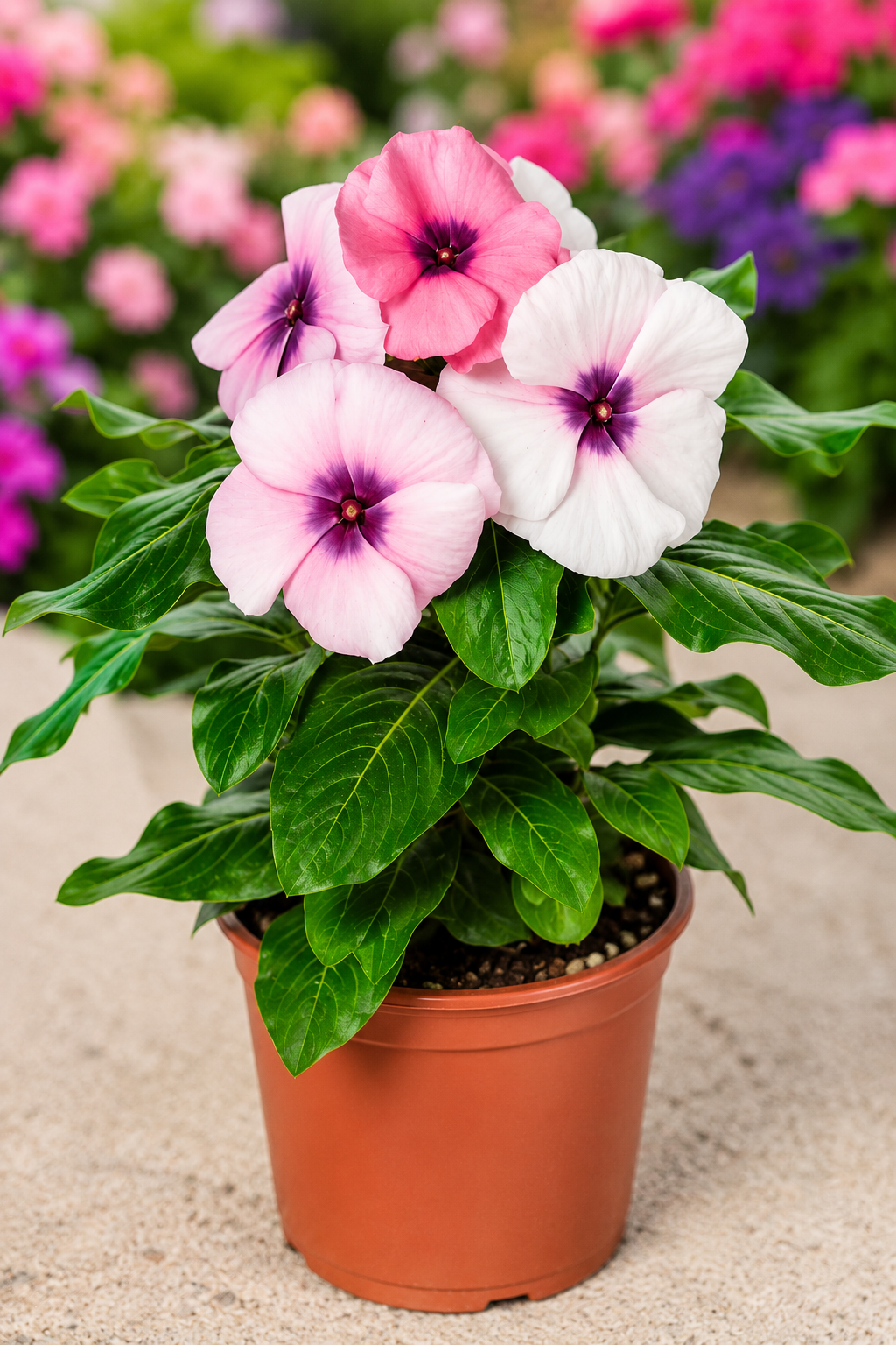 A potted flowering plant with pink and white flowers and green leaves, shown in a terracotta-colored plastic pot on a sandy surface with a blurred garden background.