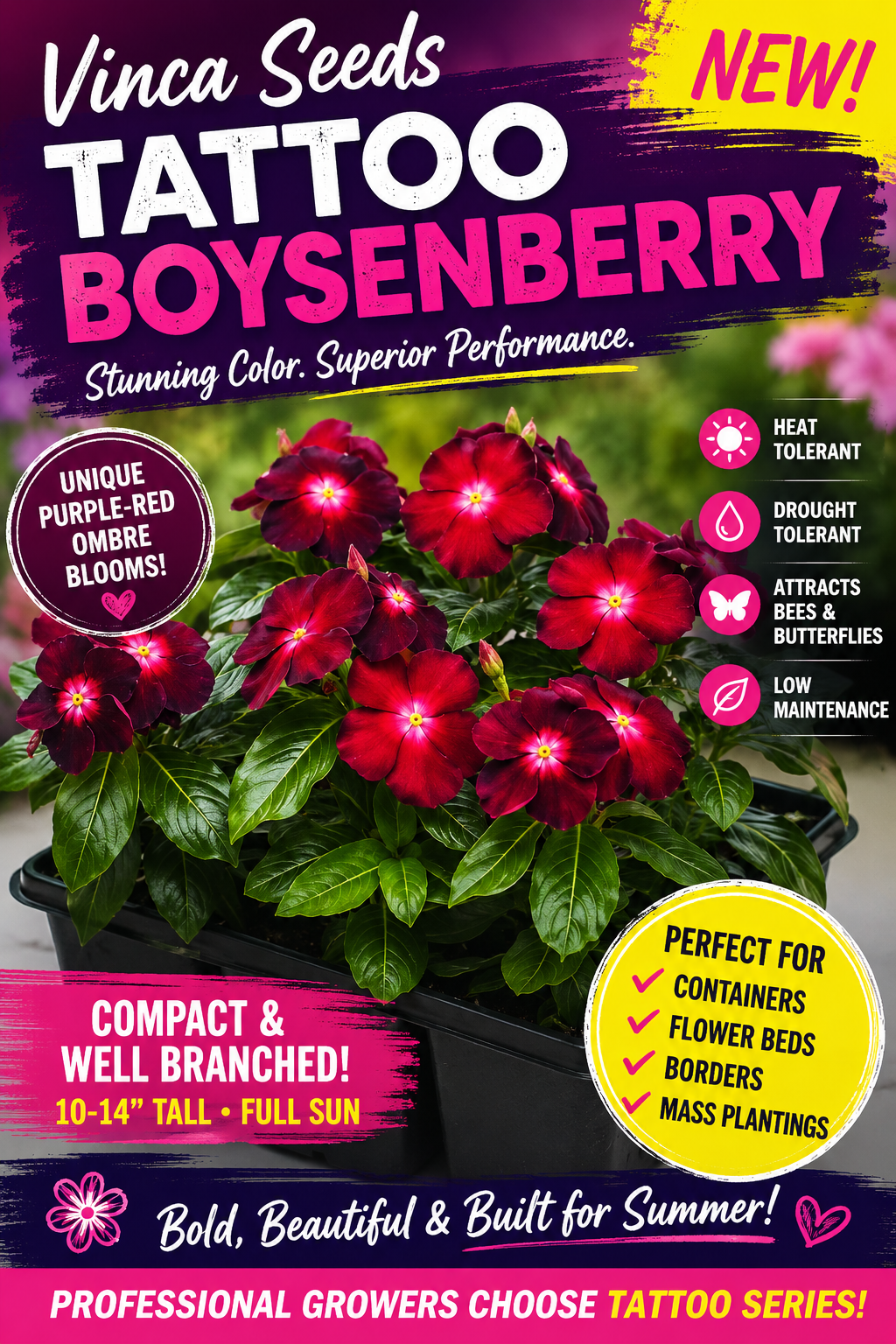 Vinca Seeds Tattoo Boysenberry Bulk Seeds