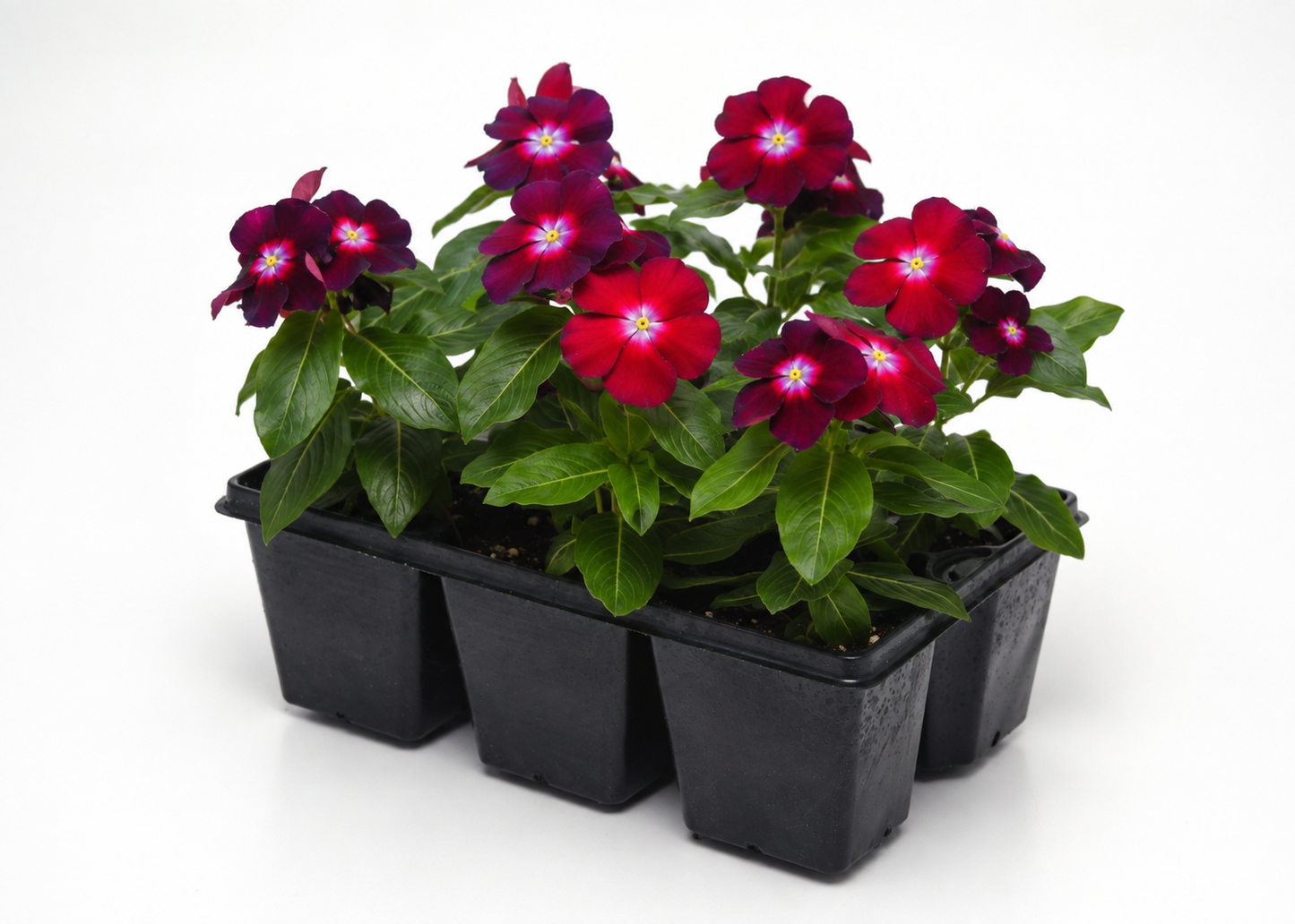 Vinca Seeds Tattoo Boysenberry Bulk Seeds