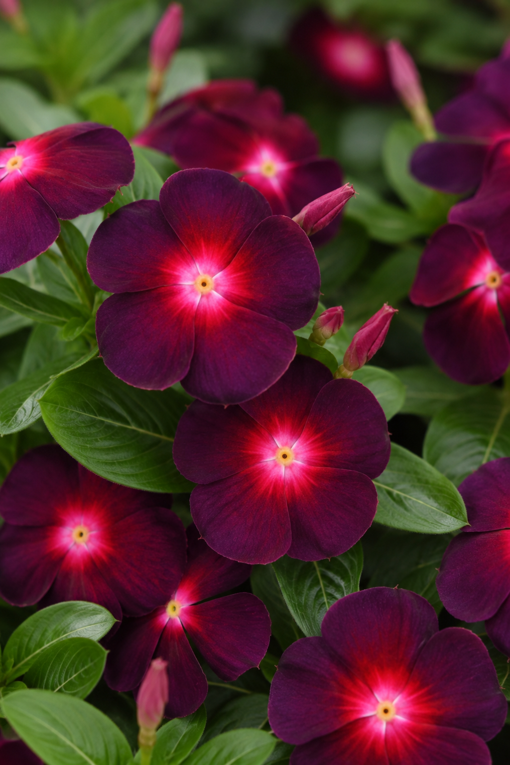 Vinca Seeds Tattoo Boysenberry Bulk Seeds