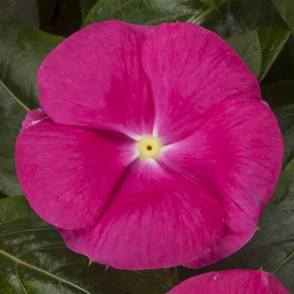 Vinca Seeds Cora Cascade XDR Bright Rose Vinca Flower Seeds