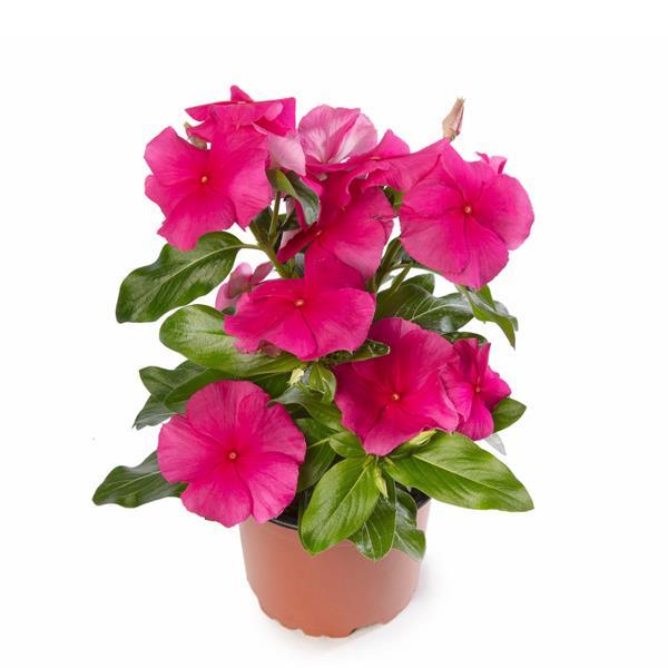 Vinca Seeds Vinca Cora XDR Rose Punch
