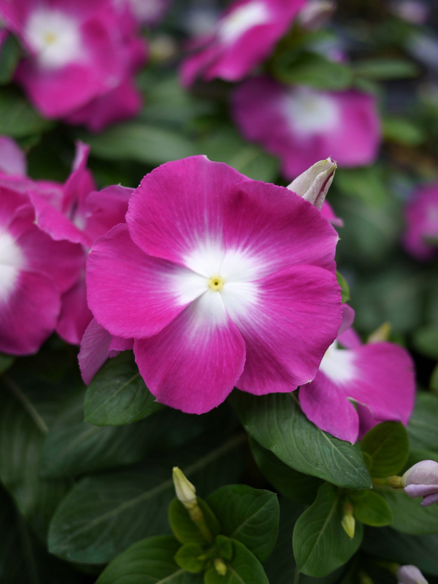 Vinca Seeds Vinca Mega Bloom Orchid Halo