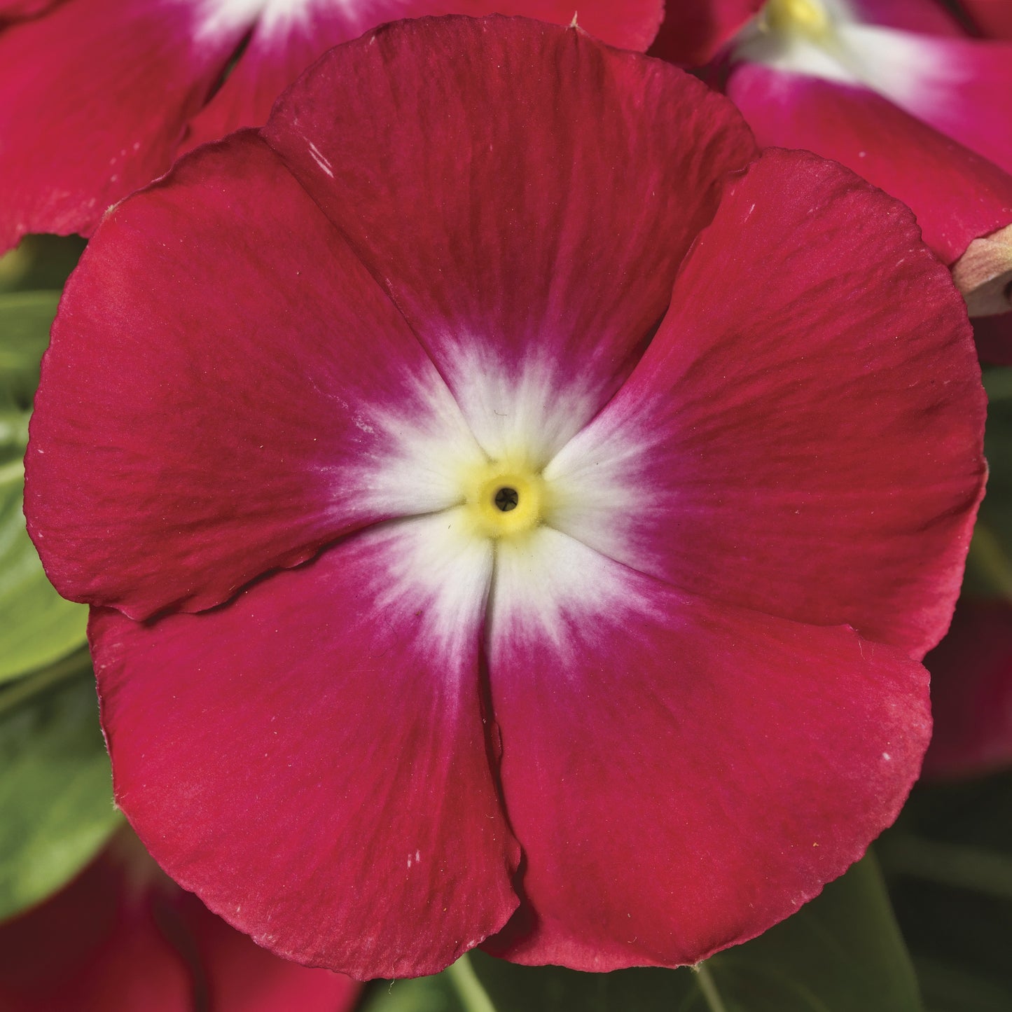 Vinca Seeds Vinca Sunstorm Red Halo 1,000 Seeds