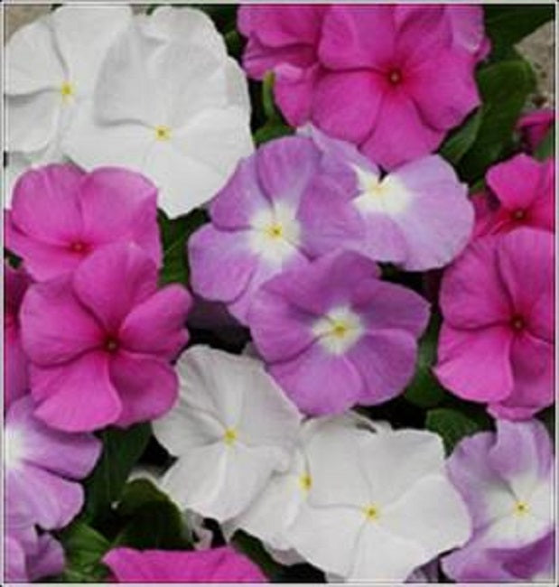 Vinca Seeds Vinca Titan Summer Breeze 1,000 Seeds F1