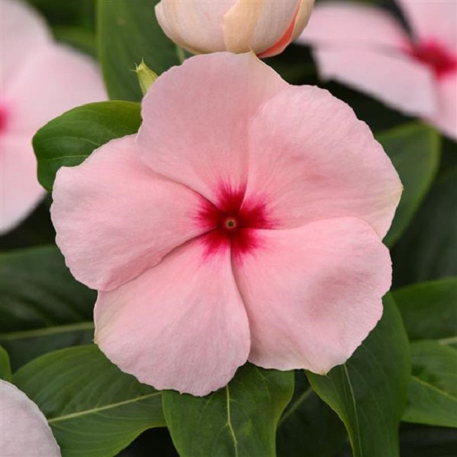 Vinca Seeds Vinca Valiant™ Apricot Vinca 1,000 Bulk Seeds