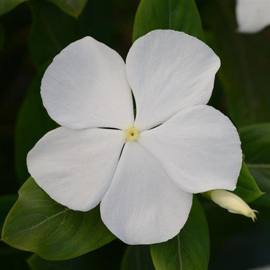 Vinca Seeds Vinca Valiant™ Pure White Vinca 1,000 Bulk Seeds