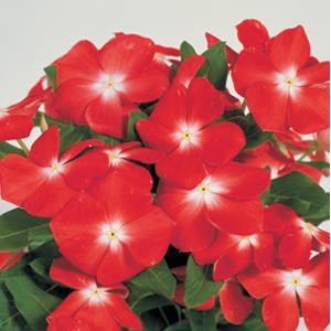Vinca Seeds Vinca Victory Apricot 1,000 Bulk Vinca Seeds