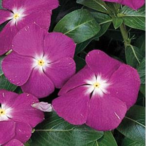 Vinca Seeds Vinca Victory Blue 1,000 Bulk Vinca Seeds