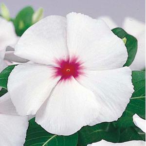 Vinca Seeds Vinca Victory Bright Eye 1,000 Bulk Vinca Seeds