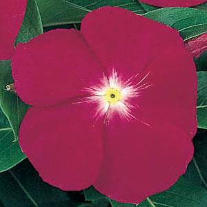 Vinca Seeds Vinca Victory Carmine 1,000 Bulk Vinca Seeds