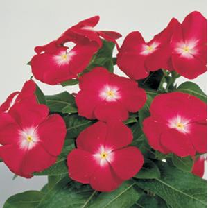 Vinca Seeds Vinca Victory Cranberry 1,000 Bulk Vinca Seeds