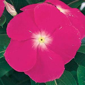 Vinca Seeds Vinca Victory Deep Pink 1,000 Bulk Vinca Seeds