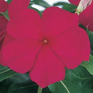 Vinca Seeds Vinca Victory Grape 1,000 Bulk Vinca Seeds