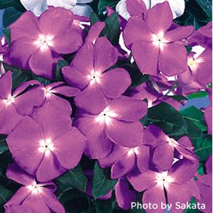 Vinca Seeds Vinca Victory Lavender 1,000 Bulk Vinca Seeds