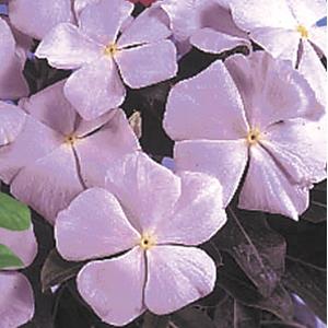 Vinca Seeds Vinca Victory Light Pink 1,000 Bulk Vinca Seeds