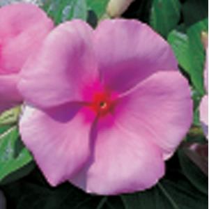 Vinca Seeds Vinca Victory Light Pink Red Eye 1,000 Bulk Vinca Seeds