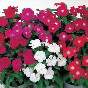 Vinca Seeds Vinca Victory Mix 1,000 Bulk Vinca Seeds