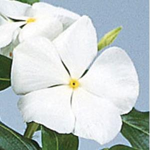 Vinca Seeds Vinca Pure White 1,000 Bulk Vinca Seeds