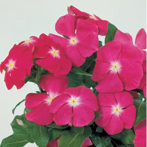 Vinca Seeds Vinca Purple 1,000 Bulk Vinca Seeds