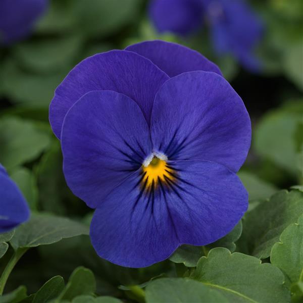 Viola Seeds Quicktime ™ Blue 1,000 Seeds