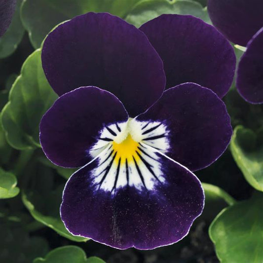 amazing purple tiger face flower seeds Viola Seeds Viola Tiger Eye Red 1,000 Seeds – Buy Bulk Seeds