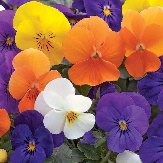 Viola Seeds Penny All Season Mix 1,000 Seeds