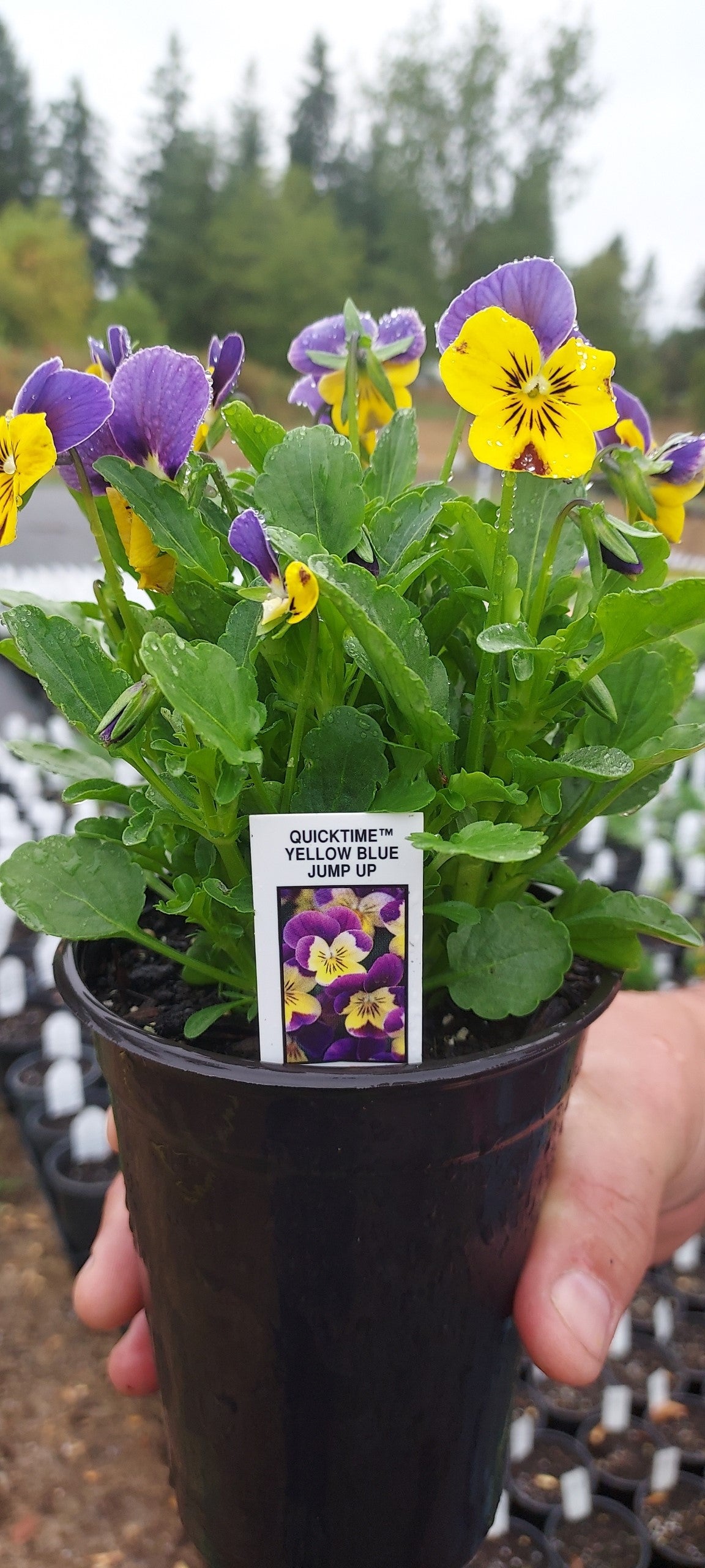 Viola Seeds Quicktime ™ Yellow Blotch 1,000 Seeds