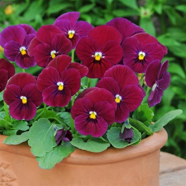 Viola Seeds Sorbet® Carmine Rose Viola 1,000 Seeds