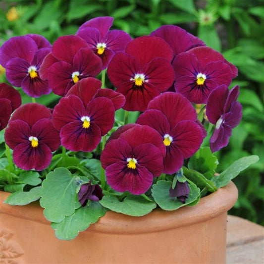 Viola Seeds Sorbet® Carmine Rose Viola 1,000 Seeds