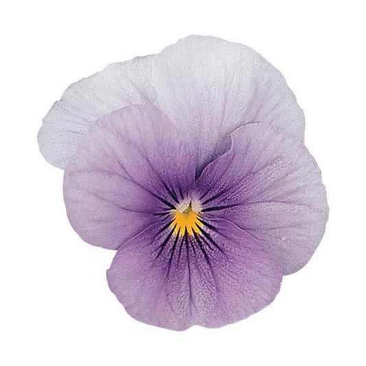 Viola Seeds Sorbet® Icy Blue Viola 1,000 Seeds