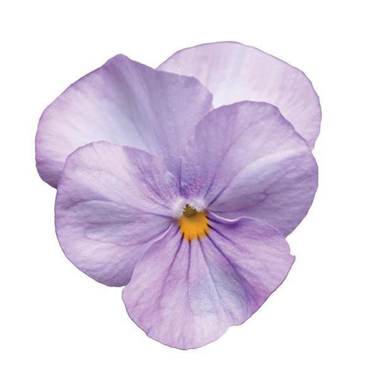 Viola Seeds Sorbet® Lavender Pink Viola 1,000 Seeds