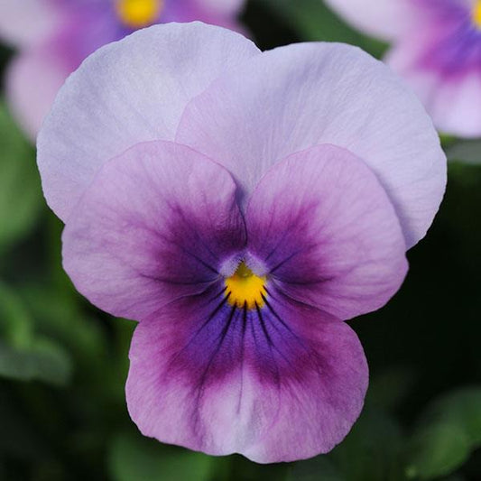 Viola Seeds Sorbet® Orchid Rose Beacon Viola 1,000 Seeds