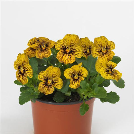 Viola Seeds - Charming & Colorful – Buy Bulk Seeds