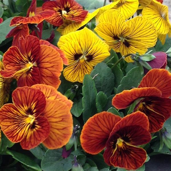 Viola Seeds Viola Tiger Eye Mix 1,000 Seeds