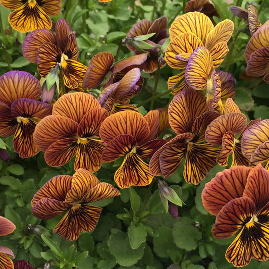 Viola Seeds Viola Tiger Eye Red 1,000 Seeds