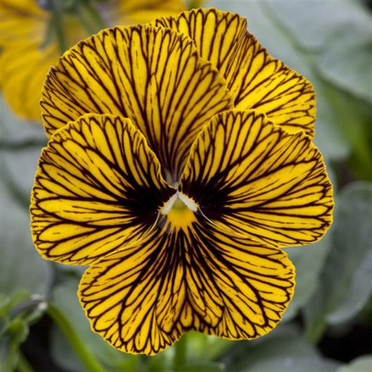 Viola Seeds Viola Tiger Eye Yellow 1,000 Seeds