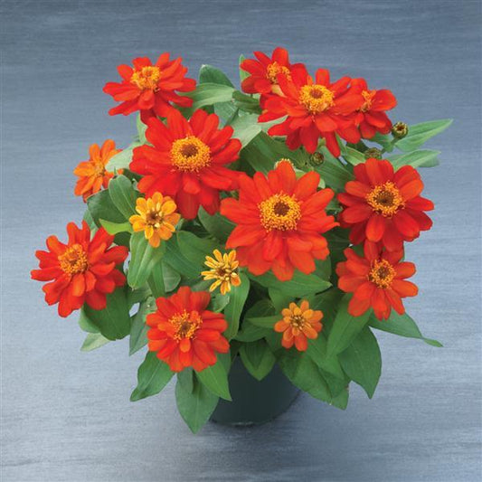 Zinnia Seeds Belize Scarlet Flower Seeds