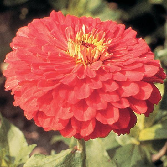Zinnia Seeds Benary Giant Coral Cut Flower