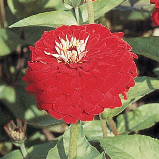 Zinnia Seeds Benary Giant Deep Red Cut Flower