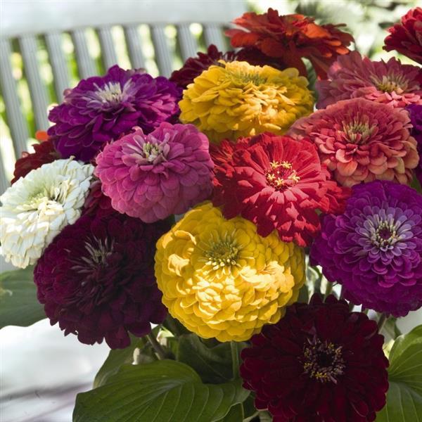Zinnia Seeds Benary Giant Mix Cut Flower